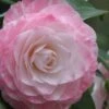 Grace Albritton Camellia Japonica - 1 Gallon Pot -Plant Lover House Shop Camellia Grace Albritton 5