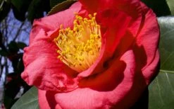Greensboro Red Camellia Japonica - 1 Gallon Pot 9 Greensboro Red Camellia Japonica - 1 Gallon Pot -Plant Lover House Shop Camellia Greensboro Red 1