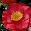 Gunsmoke Camellia Japonica - 3 Gallon Pot -Plant Lover House Shop Camellia Gunsmoke 8
