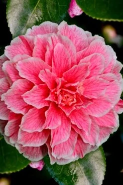 Brilliant Gem Fragrant Camellia Japonica 'Herme' - 1 Gallon Pot -Plant Lover House Shop Camellia Hermes 6