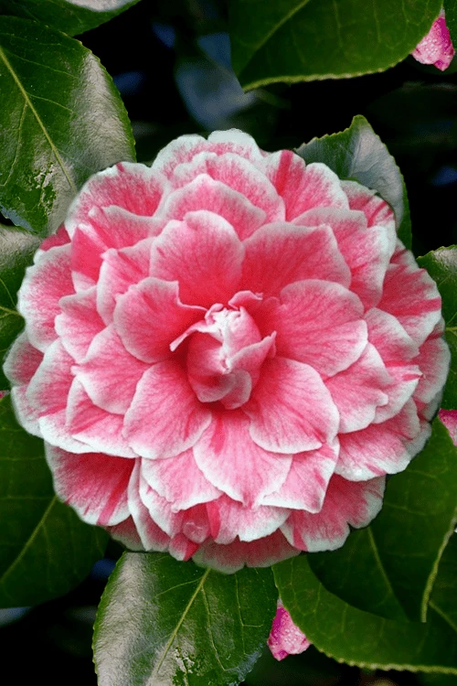 Brilliant Gem Fragrant Camellia Japonica - Herme - 3 Gallon Pot 7 Brilliant Gem Fragrant Camellia Japonica - Herme - 3 Gallon Pot - Image 5