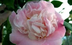 High Fragrance Camellia TREE FORM - 3 Gallon Pot -Plant Lover House Shop Camellia High Fragrance 5