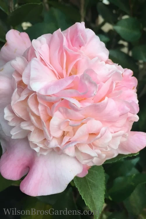 High Fragrance Camellia Hybrid - 6 Pack Of 1 Gallon Pots 3 High Fragrance Camellia Hybrid - 6 Pack Of 1 Gallon Pots