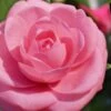 Jerry Hill Pink Camellia - 2.5 Gallon Pot -Plant Lover House Shop Camellia Jerry Hill 1 1