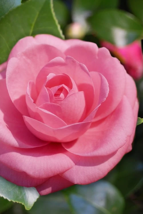 Jerry Hill Pink Camellia - 2.5 Gallon Pot 3 Jerry Hill Pink Camellia - 2.5 Gallon Pot