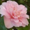 King's Ransom Camellia Japonica - 3 Gallon Pot -Plant Lover House Shop Camellia Kings Ransom 2