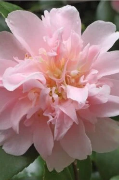 King's Ransom Camellia Japonica - 3 Gallon Pot 9 King's Ransom Camellia Japonica - 3 Gallon Pot -Plant Lover House Shop Camellia Kings Ransom 3