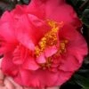Kramers Supreme Red Double Camellia Japonica - 2 Gallon Pot -Plant Lover House Shop Camellia Kramers Supreme 11
