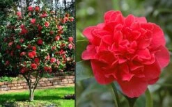 Kramers Supreme Red Double Camellia Japonica - 2 Gallon Pot -Plant Lover House Shop Camellia Kramers Supreme 2