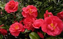 Kramers Supreme Red Double Camellia Japonica - 2 Gallon Pot -Plant Lover House Shop Camellia Kramers Supreme 52