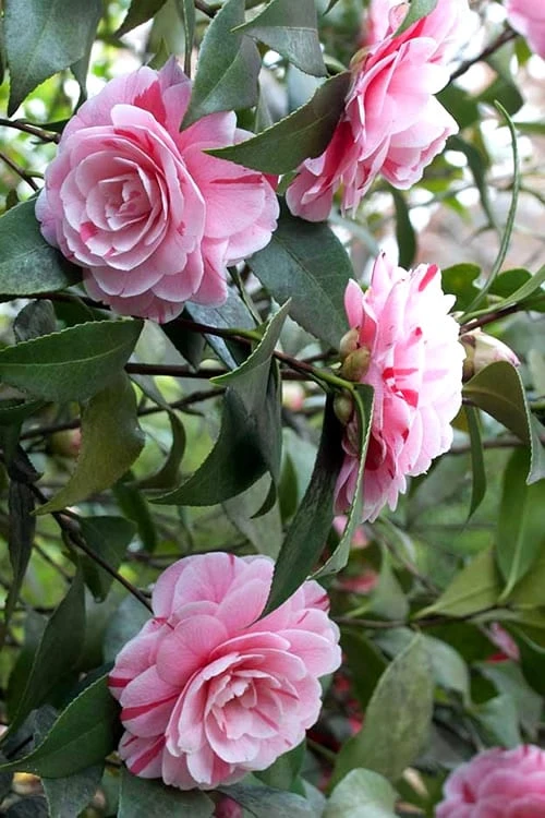 LA Peppermint Camellia Japonica - 1 Gallon Pot 9 LA Peppermint Camellia Japonica - 1 Gallon Pot - Image 7