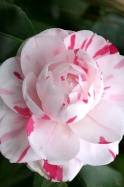 LA Peppermint Camellia Japonica - 1 Gallon Pot 12 LA Peppermint Camellia Japonica - 1 Gallon Pot -Plant Lover House Shop Camellia La Peppermint 2