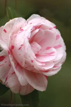 LA Peppermint Camellia Japonica - 1 Gallon Pot 14 LA Peppermint Camellia Japonica - 1 Gallon Pot -Plant Lover House Shop Camellia La Peppermint 4