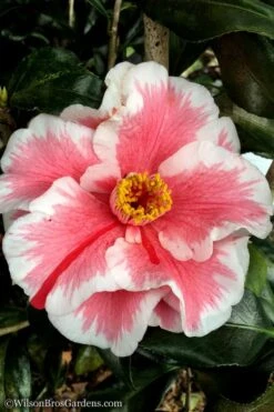 Lady Vansittart Multicolor Camellia Japonica - 1 Gallon Pot -Plant Lover House Shop Camellia Lady Vansittart 12