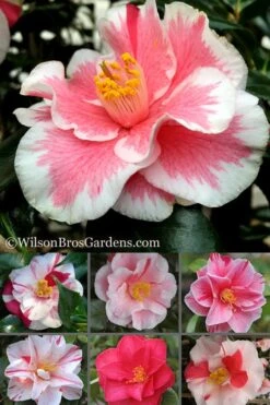 Lady Vansittart Multicolor Camellia Japonica - 6 Pack Of 1 Gallon Pots 15 Lady Vansittart Multicolor Camellia Japonica - 6 Pack Of 1 Gallon Pots -Plant Lover House Shop Camellia Lady Vansittart 500x750 3