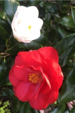 Lady Vansittart Multicolor Camellia Japonica - 2 Gallon Pot -Plant Lover House Shop Camellia Lady Vansittart Red Flower 1 1