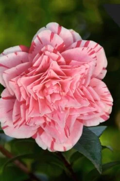 Les Marbury Camellia Japonica - 1 Gallon Pot -Plant Lover House Shop Camellia Les Marbury 3
