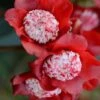 Lipstick Red Camellia Japonica - 3 Gallon Pot -Plant Lover House Shop Camellia Lipstick 1