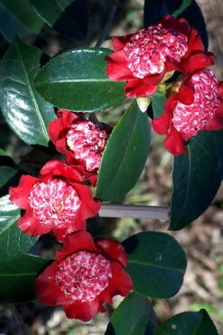 Lipstick Red Camellia Japonica - 3 Gallon Pot 15 Lipstick Red Camellia Japonica - 3 Gallon Pot -Plant Lover House Shop Camellia Lipstick 3