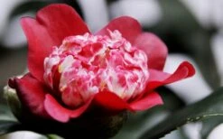 Lipstick Red Camellia Japonica - 3 Gallon Pot 17 Lipstick Red Camellia Japonica - 3 Gallon Pot -Plant Lover House Shop Camellia Lipstick 5