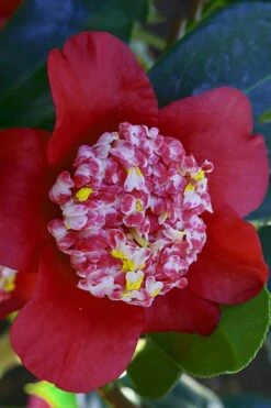 Lipstick Red Camellia Japonica - 3 Gallon Pot 16 Lipstick Red Camellia Japonica - 3 Gallon Pot -Plant Lover House Shop Camellia Lipstick 6