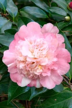 Look Again Camellia Japonica - 3 Gallon Pot -Plant Lover House Shop Camellia Look Again 1