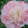 Look Again Camellia Japonica - 3 Gallon Pot 1 Look Again Camellia Japonica - 3 Gallon Pot -Plant Lover House Shop Camellia Look Again 2