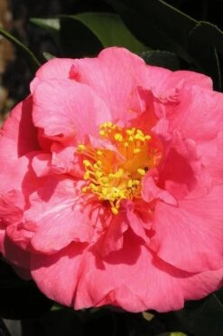 Maidens Of Great Promise Camellia - Japonica - 3 Gallon Pot -Plant Lover House Shop Camellia Maidens Of Great Promise 10 1