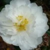 Mine No Yuki Camellia Sasanqua - 3 Gallon Pot 1 Mine No Yuki Camellia Sasanqua - 3 Gallon Pot -Plant Lover House Shop Camellia Mine No Yuki 20 1