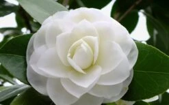 Morning Glow Camellia Japonica - 1 Gallon Pot -Plant Lover House Shop Camellia Morning Glow 800x500 3