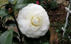 Morning Glow Camellia Japonica - 1 Gallon Pot -Plant Lover House Shop Camellia Morning Glow 9 2