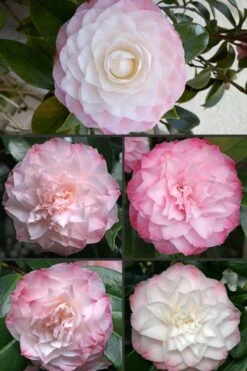 Nuccio's Pearl Camellia Japonica - 1 Gallon Pot 10 Nuccio's Pearl Camellia Japonica - 1 Gallon Pot -Plant Lover House Shop Camellia Nuccios Pearl 1 1