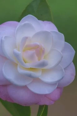 October Affair Camellia Japonica - 3 Gallon Pot -Plant Lover House Shop Camellia October Affair 6 1