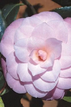 October Affair Camellia Japonica - 3 Gallon Pot -Plant Lover House Shop Camellia October Affair 8 1