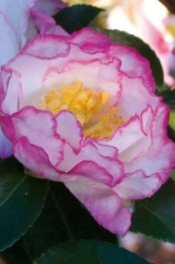 October Magic Inspiration Camellia - 3 Gallon Pot -Plant Lover House Shop Camellia October Inspiration
