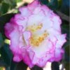 October Magic Inspiration Camellia - 1 Gallon Pot -Plant Lover House Shop Camellia October Magic Inspiration 10 1