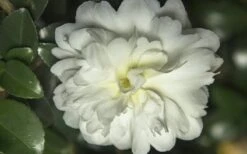 October Magic Ivory Camellia - 3 Gallon Pot -Plant Lover House Shop Camellia October Magic Ivory 1