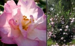 October Magic Orchid Camellia - 7 Gallon Pot -Plant Lover House Shop Camellia October Magic Orchid Flowers 2 1