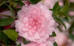 October Magic Pink Perplexion Camellia - 2 Gallon Pot -Plant Lover House Shop Camellia October Magic Pink Perplexion