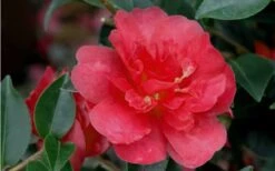 October Magic Rose Camellia - 1 Gallon Pot -Plant Lover House Shop Camellia October Magic Rose Closeup Flower 2