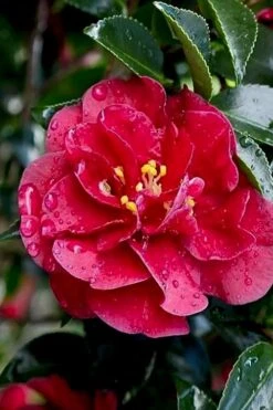 October Magic Ruby Camellia - 2 Gallon Pot -Plant Lover House Shop Camellia October Magic Ruby 23