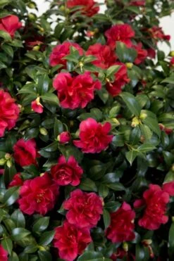 October Magic Ruby Camellia - 1 Gallon Pot 12 October Magic Ruby Camellia - 1 Gallon Pot -Plant Lover House Shop Camellia October Magic Ruby 27 1