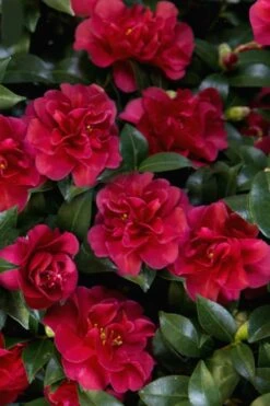 October Magic Ruby Camellia - 2 Gallon Pot -Plant Lover House Shop Camellia October Magic Ruby 28