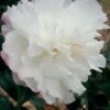 October Magic Snow Camellia - 2.5 Quart Pot -Plant Lover House Shop Camellia October Magic Snow 5 2