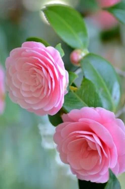 Otome Pink Camellia Japonica - 1 Gallon Pot -Plant Lover House Shop Camellia Otome 1