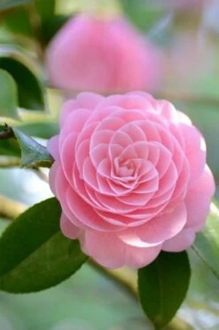 Otome Pink Camellia Japonica - 3 Gallon Pot -Plant Lover House Shop Camellia Otome 2 1