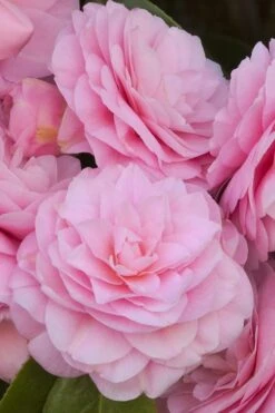 Pearl Maxwell Camellia Japonica - 3 Gallon Pot 13 Pearl Maxwell Camellia Japonica - 3 Gallon Pot -Plant Lover House Shop Camellia Pearl Maxwell 10