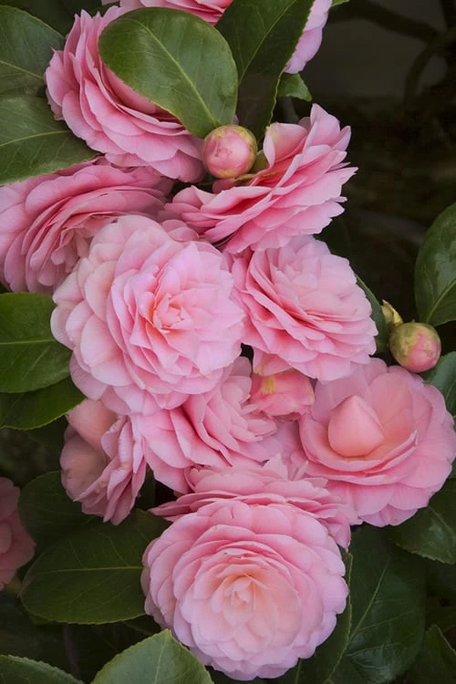 Pearl Maxwell Camellia Japonica - 3 Gallon Pot 6 Pearl Maxwell Camellia Japonica - 3 Gallon Pot - Image 4