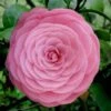 Pearl Maxwell Camellia Japonica - 3 Gallon Pot 1 Pearl Maxwell Camellia Japonica - 3 Gallon Pot -Plant Lover House Shop Camellia Pearl Maxwell 4