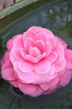 Pearl Maxwell Camellia Japonica - 3 Gallon Pot 12 Pearl Maxwell Camellia Japonica - 3 Gallon Pot -Plant Lover House Shop Camellia Pearl Maxwell 5